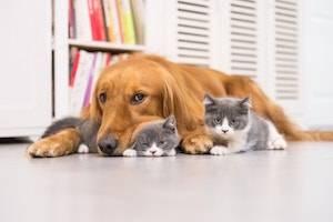 Rolling Meadows family law attorney, custody of pets, pets and divorce, pet custody law, divorcing spouses